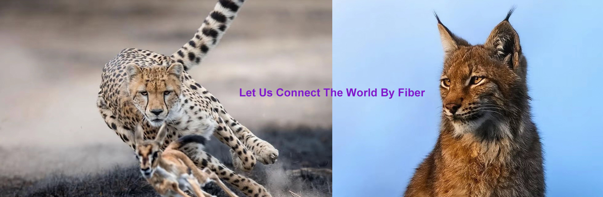 qualidade Fibra Óptica Caixa de Distribuição fábrica